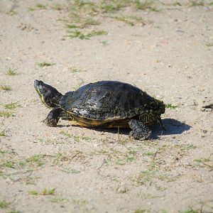 Red-eared Slider