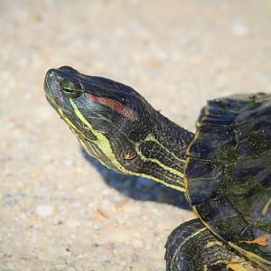 Red-eared Slider