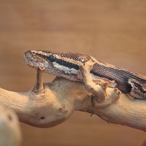 Nature Center - Reptile Room - Ball Python