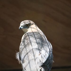 Wildlife Housing Area - Cooper's Hawk