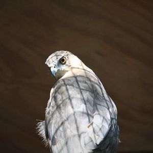 Wildlife Housing Area - Cooper's Hawk