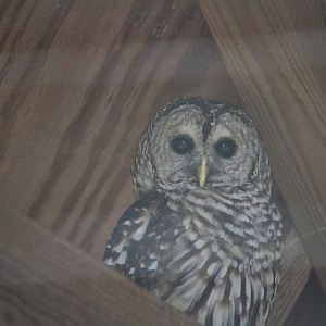 Wildlife Housing Area - Northern Barred Owl