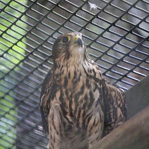 Wildlife Housing Area - Taiga Merlin