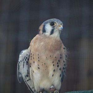 Wildlife Housing Area - Northern American Kestrel