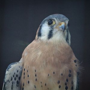 Wildlife Housing Area - Northern American Kestrel
