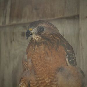 Wildlife Housing Area - Florida Red-shouldered Hawk