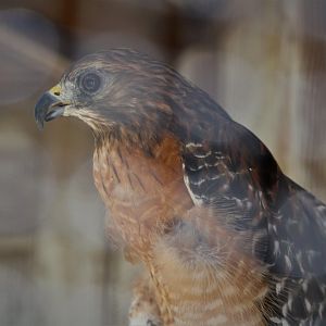 Wildlife Housing Area - Florida Red-shouldered Hawk