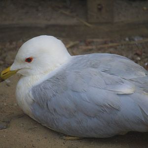 Wildlife Housing Area - Ring-billed Gull