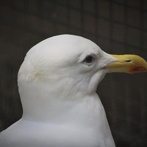 Wildlife Housing Area - American Herring Gull