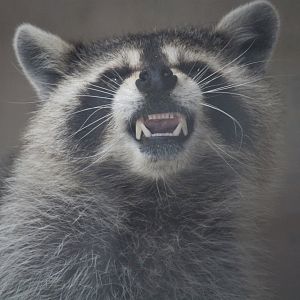 Wildlife Housing Area - Eastern Raccoon