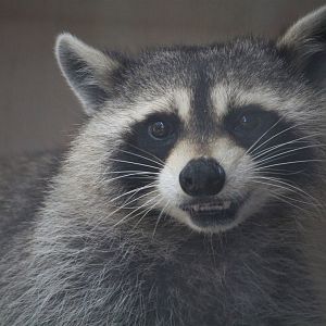 Wildlife Housing Area - Eastern Raccoon