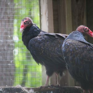 Wildlife Housing Area - Turkey Vultures