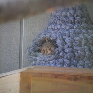 Wildlife Housing Area - Pennsylvania Gray Squirrel