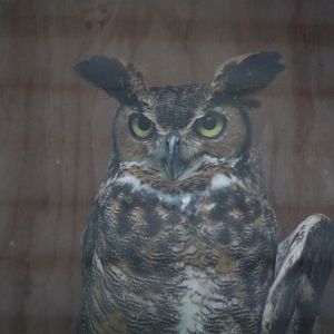Wildlife Housing Area - Great Horned Owl