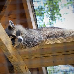Wildlife Housing Area - Eastern Raccoon
