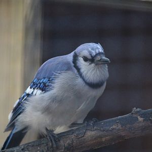Wildlife Housing Area - Blue Jay