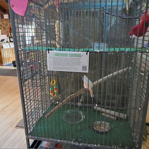 Nature Center - Eastern Cardinal Exhibit