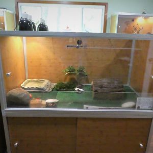 Nature Center - Reptile Room - One of 3 Eastern Box Turtle Exhibits