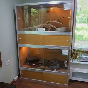 Nature Center - Reptile Room - Corn Snake Exhibits