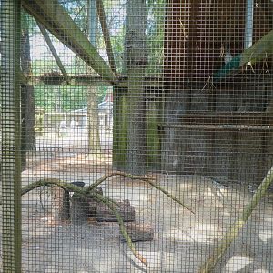 Wildlife Housing Area - Eastern Red-tailed Hawk Exhibit
