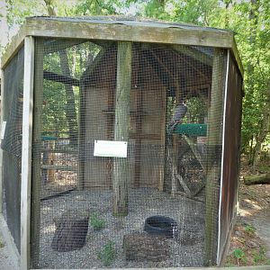 Wildlife Housing Area - American Peregrine Falcon Exhibit
