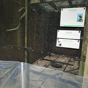 Wildlife Housing Area - Mallard Exhibit