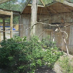 Wildlife Housing Area - Florida Red-shouldered Hawk Exhibit
