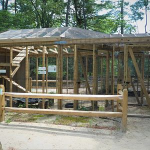 Wildlife Housing Area - Eastern Raccoon Exhibit