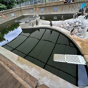 Humboldt's Penguin Pool