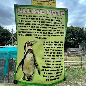 Humboldt's Penguin Notice