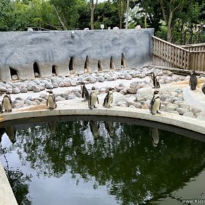 Humboldt's Penguin housing