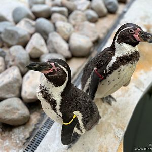 Humboldt's Penguin