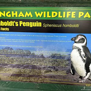 Humboldt's Penguin Sign