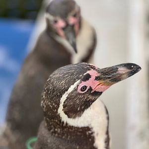 Humboldt's Penguin