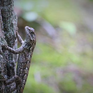 Eastern Fence Lizard
