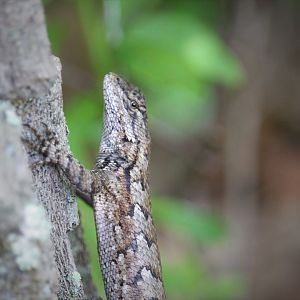 Eastern Fence Lizard
