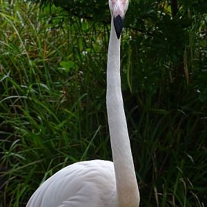 Greater flamingo (Phoenicopterus roseus) (07/22)