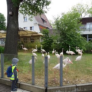 Enclosure for greater flamingo's (07/22)