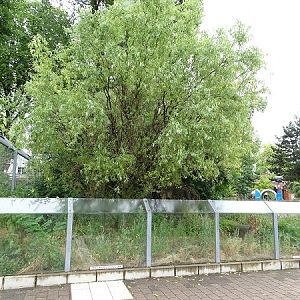 Enclosure for South-American coatis (07/22)