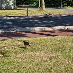 European oystercatcher
