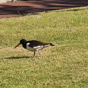European oystercatcher