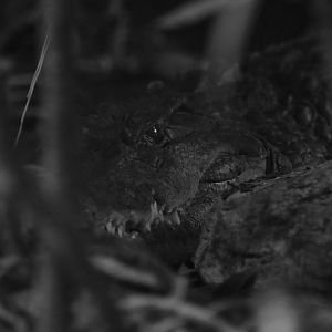 Philippine crocodile