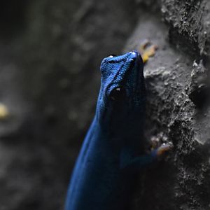 Electric blue gecko