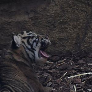 One of the three tiger cubs