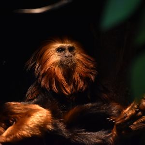 Golden-headed lion tamarin