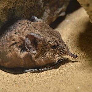 Round-eared elephant shrew