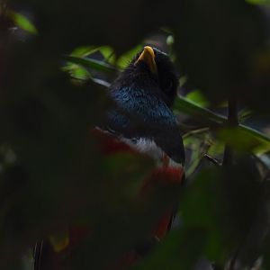Collared trogon
