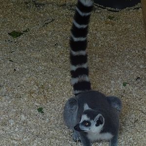 Ring-tailed lemur (Lemur catta)(07/22)