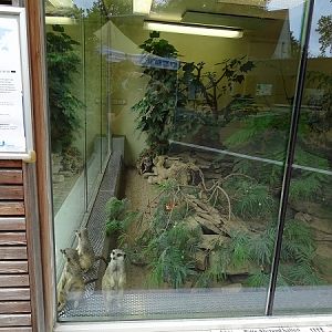 Meerkat indoor enclosure (07/22)