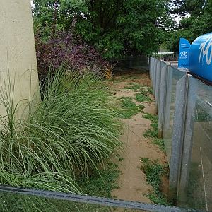 Meerkat enclosure (07/22)